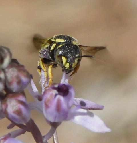 Anthidiellum sp.